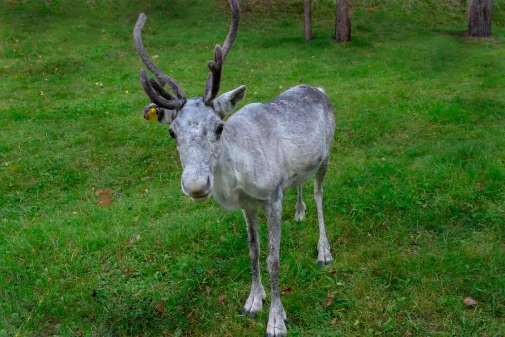 База отдыха Загородный клуб Оленья Гора