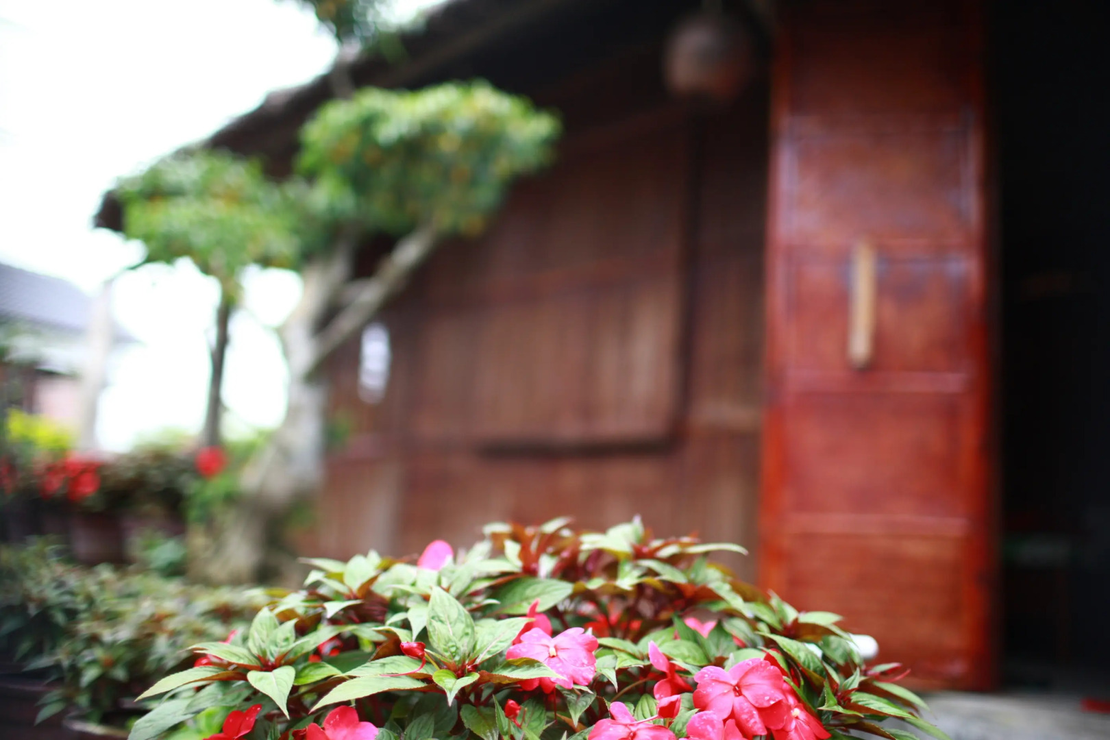 Гостевой Дом Petunia Garden Homestay