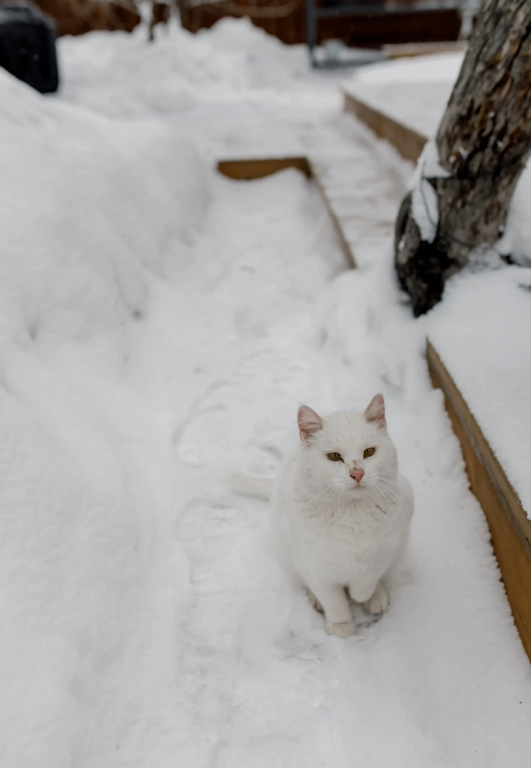 Частный Дом в Аренду А-Шалаш у Сосны
