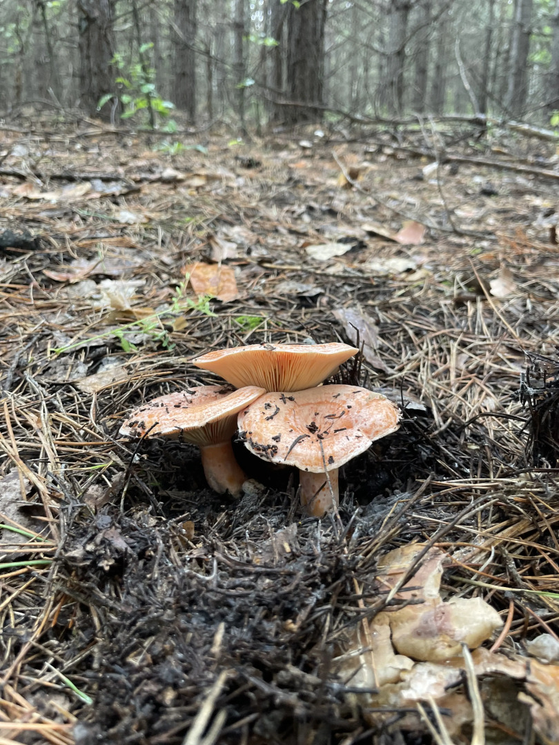 Частный дом уютный домик рядом озеро и сосновый бор