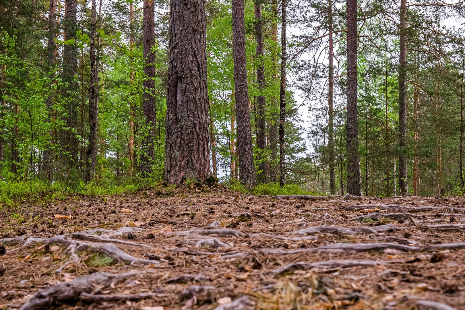 База отдыха Загородный клуб Радужный лес