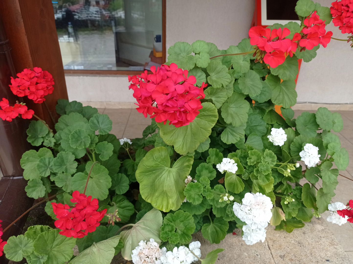 Гостевой дом София Грузия Кутаиси ул, Зугдидская 17