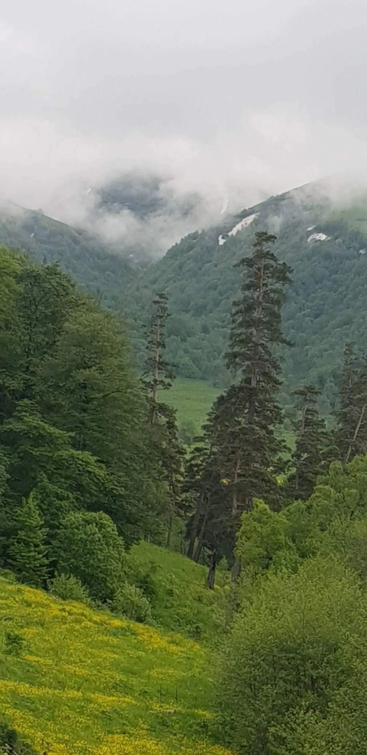 Апарт-Отель Bakurian 525i Orbi Palace