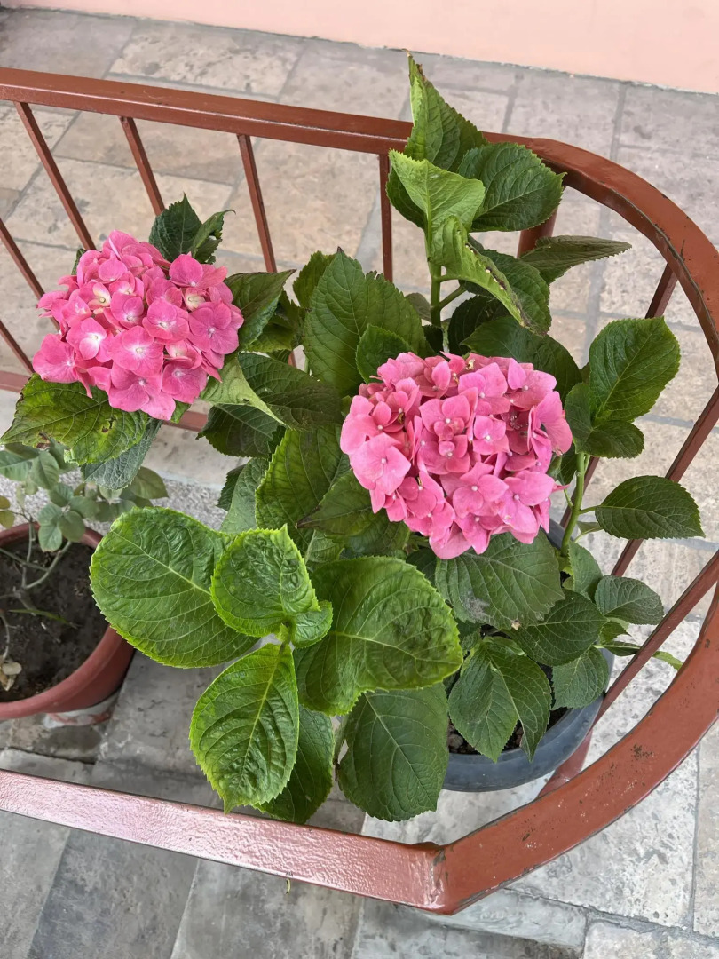 Мини-отель Styopa Hotel