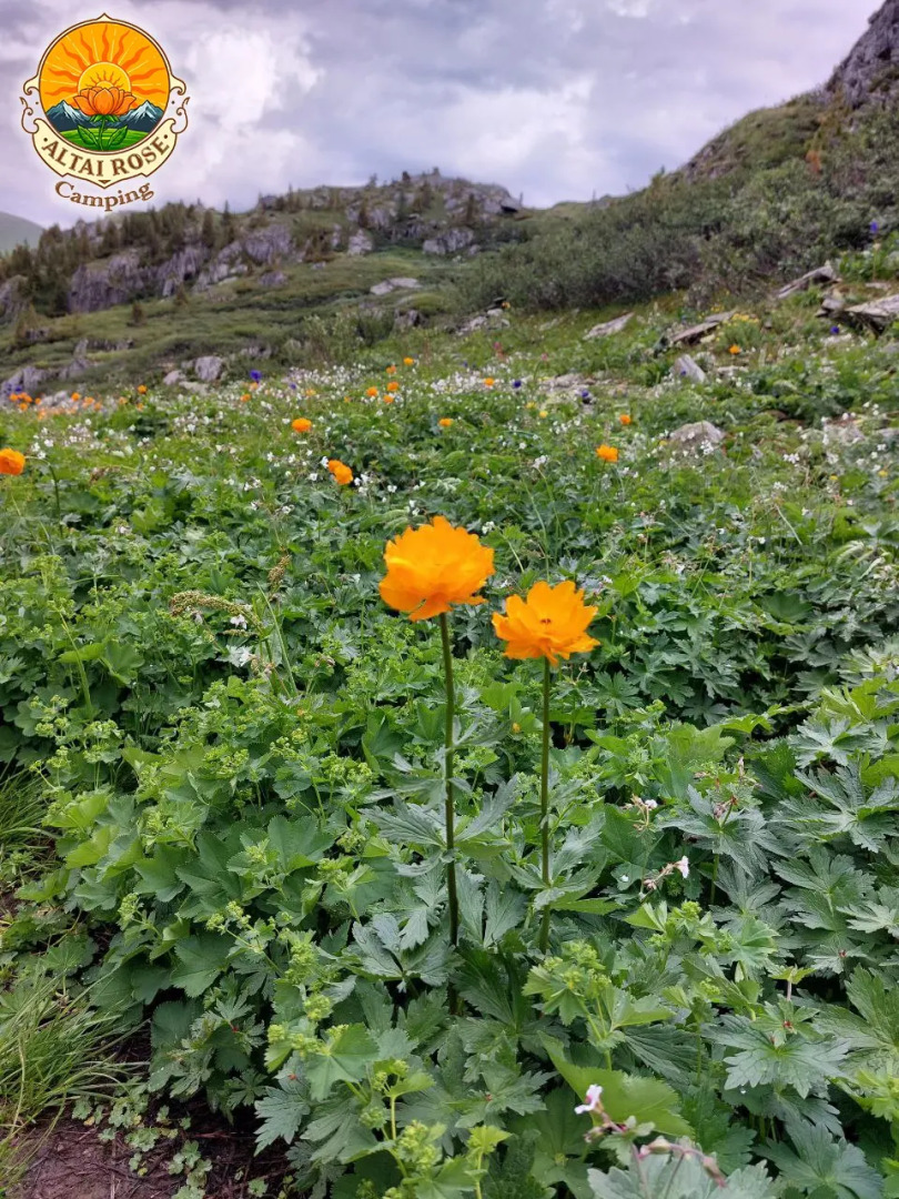 База отдыха Алтайская Роза