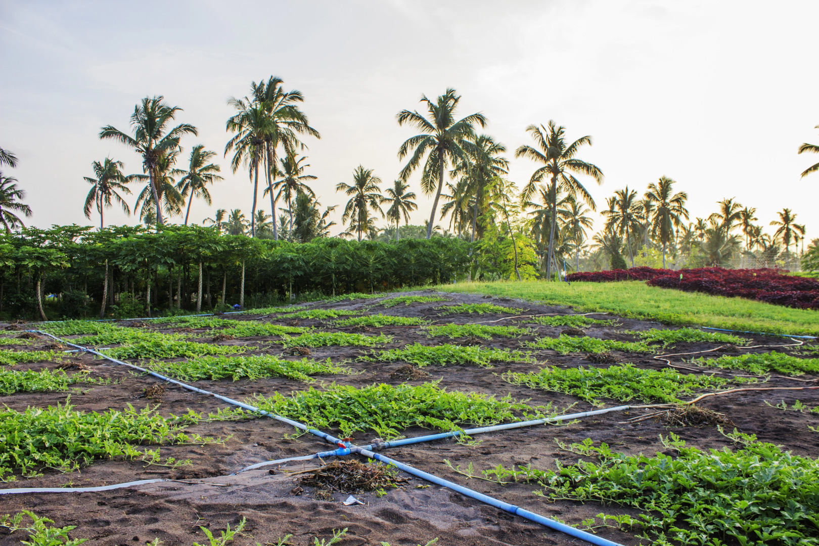 Гостевой Дом Holiday Cottage Maldives