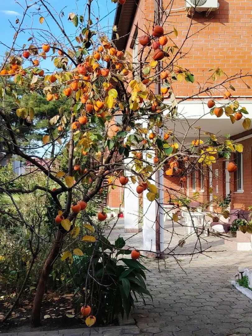 Отель Нинель