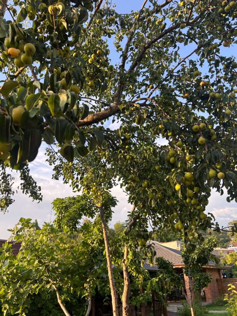 База отдыха San Siro cottage house