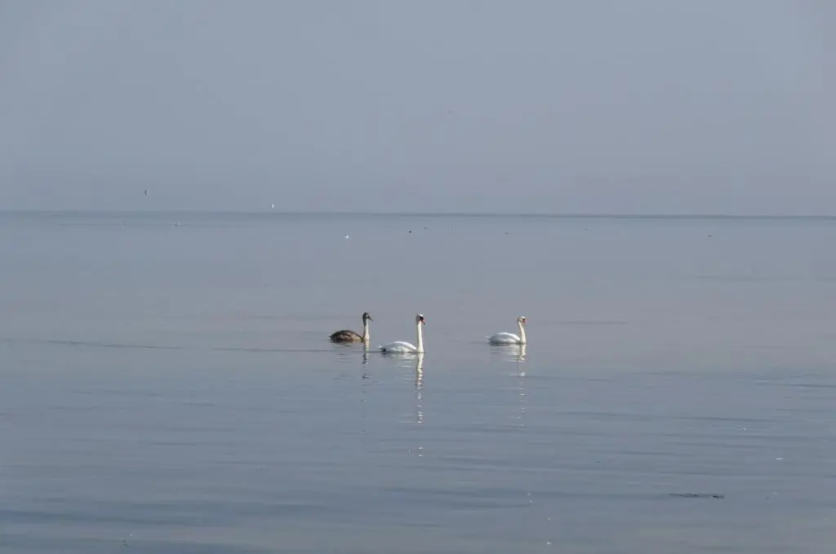 Квартира Лофт у Моря в Пионерском