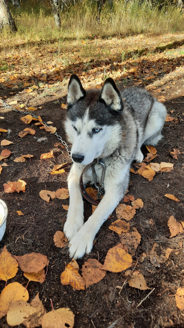 Коттеджи Горячая сопка