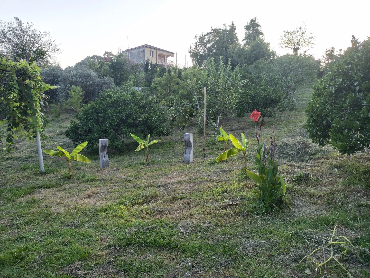 Гостевой дом Цитрус 21