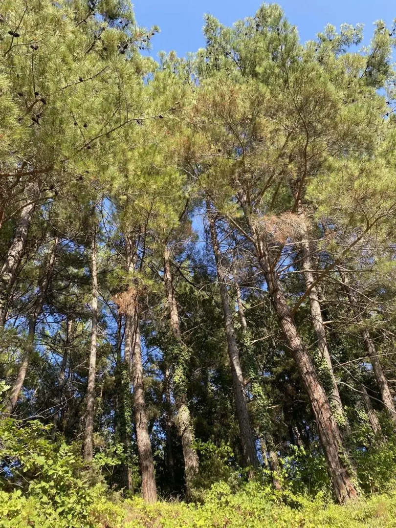 Отель Cromwell White