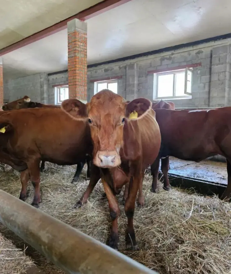 Мини-отель Karamat