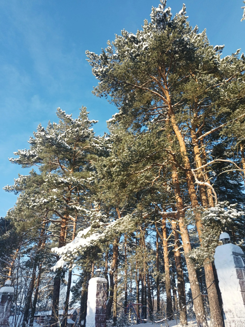 Гостевой дом Сосновая аллея в Дядькино