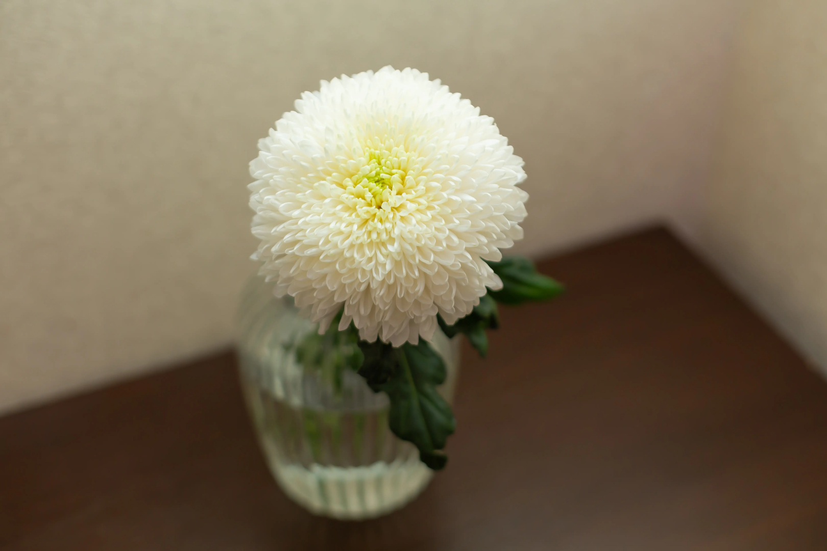 Апартаменты «Атмосфера» | Горячий Шоколад — Сладкая Жизнь На Высоте