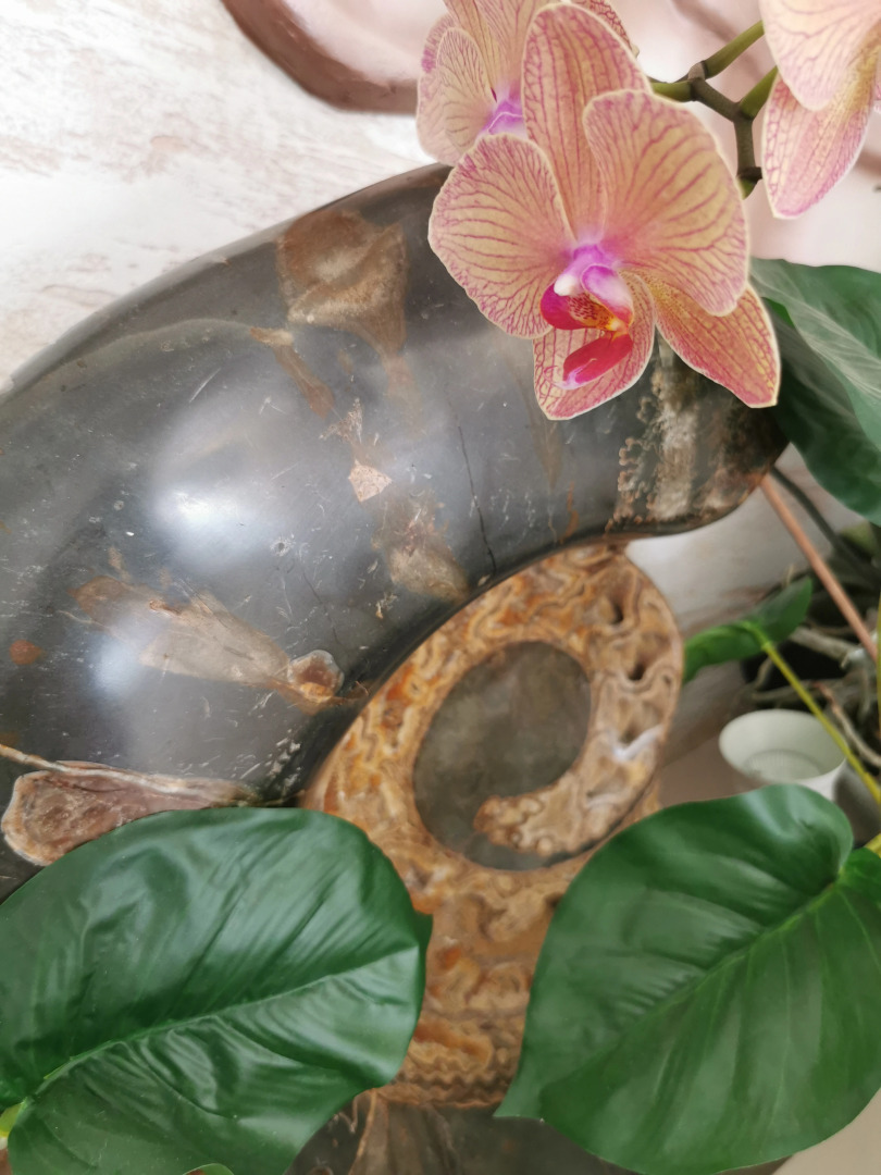 Отель Аммонит