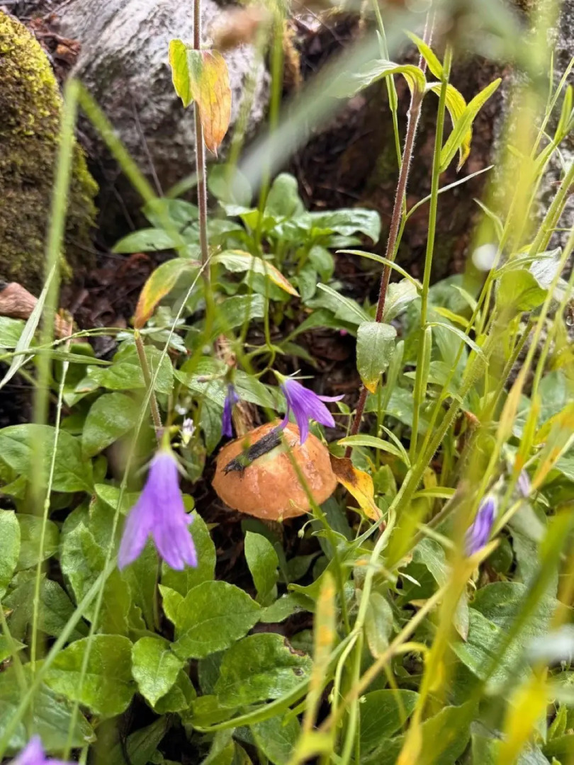 Частный дом Среда обитания