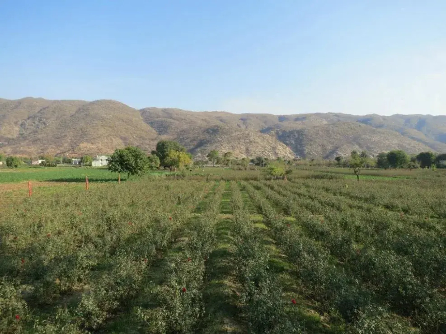 Отель The Country Side Resort