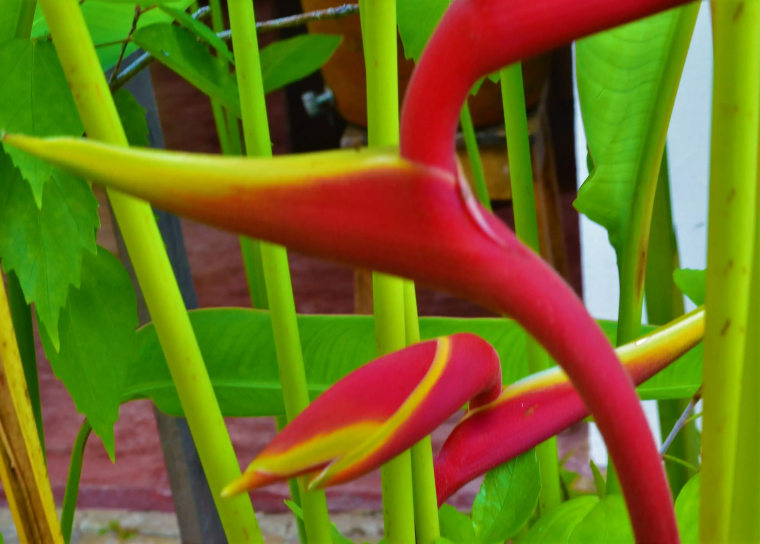 Отель Village do Dendê Garden Guesthouse and Bungalows