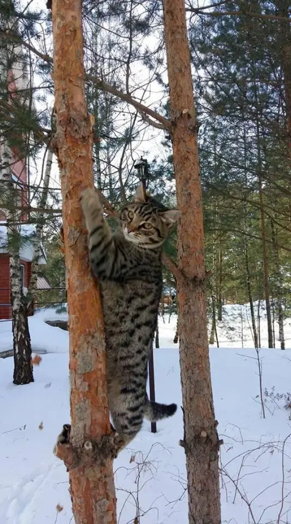 Гостевой дом Сосновая аллея в Дядькино