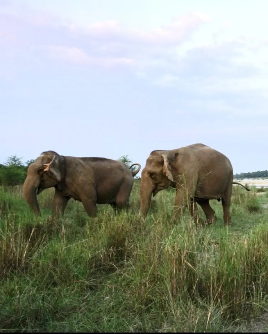 Кемпинг Tigertops Elephant Camp