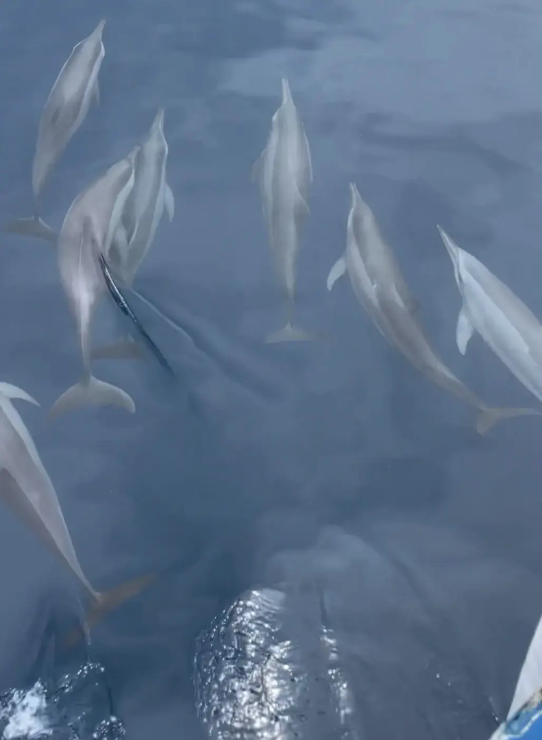 Гостевой Дом Bon Abri Maldives