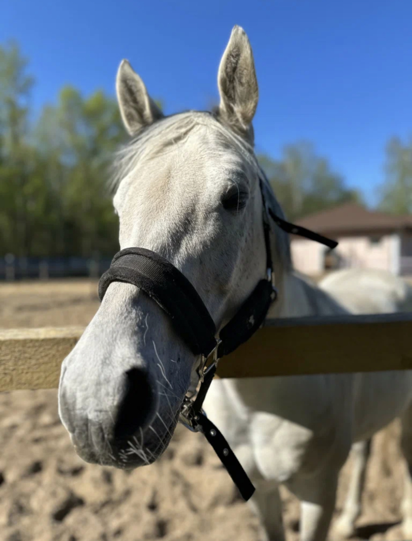 Апарт-отель Комплекс здоровья и отдыха Коверши