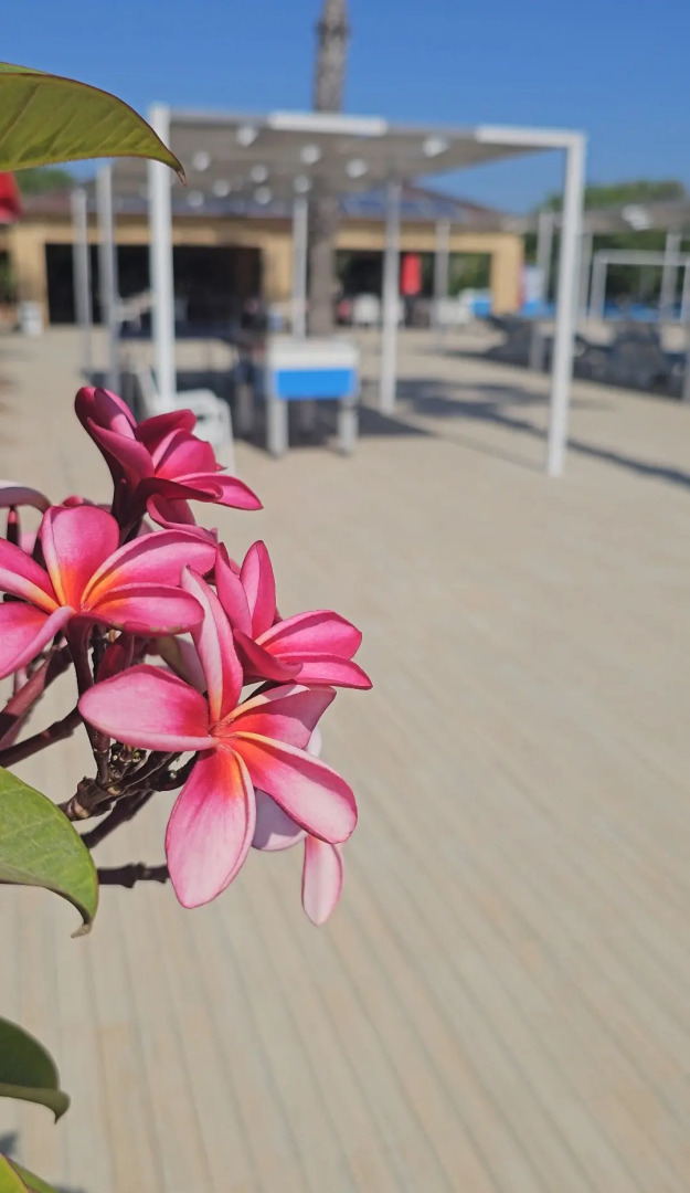 Отель Exotic Hotel & SPA