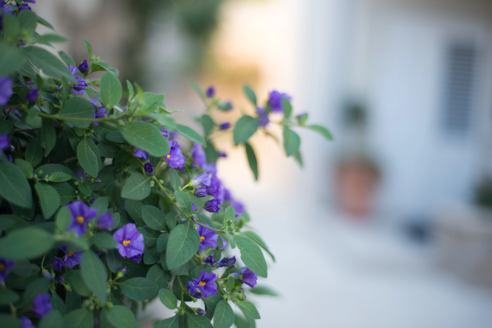 Апартаменты Villa Kos Murter