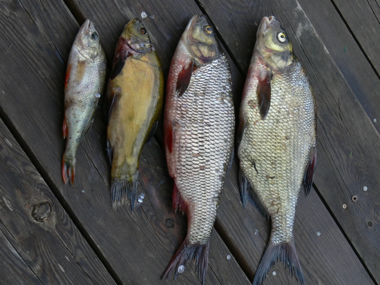 Кемпинг International Camp club Bereg Best Beach Stylish Coastline Ukleyno Lake National Park Valdai