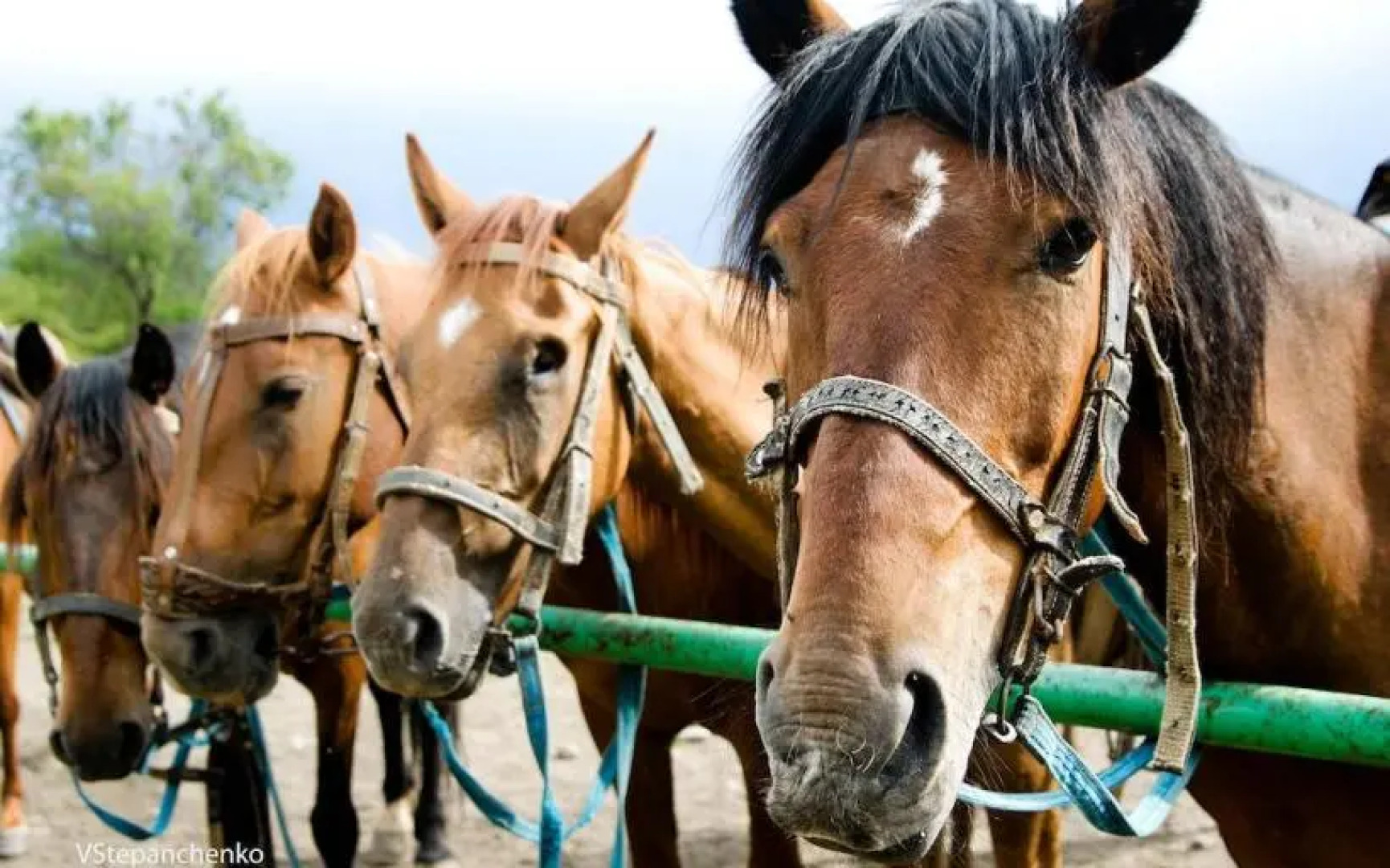Жилые помещения Эко дом Перевальное