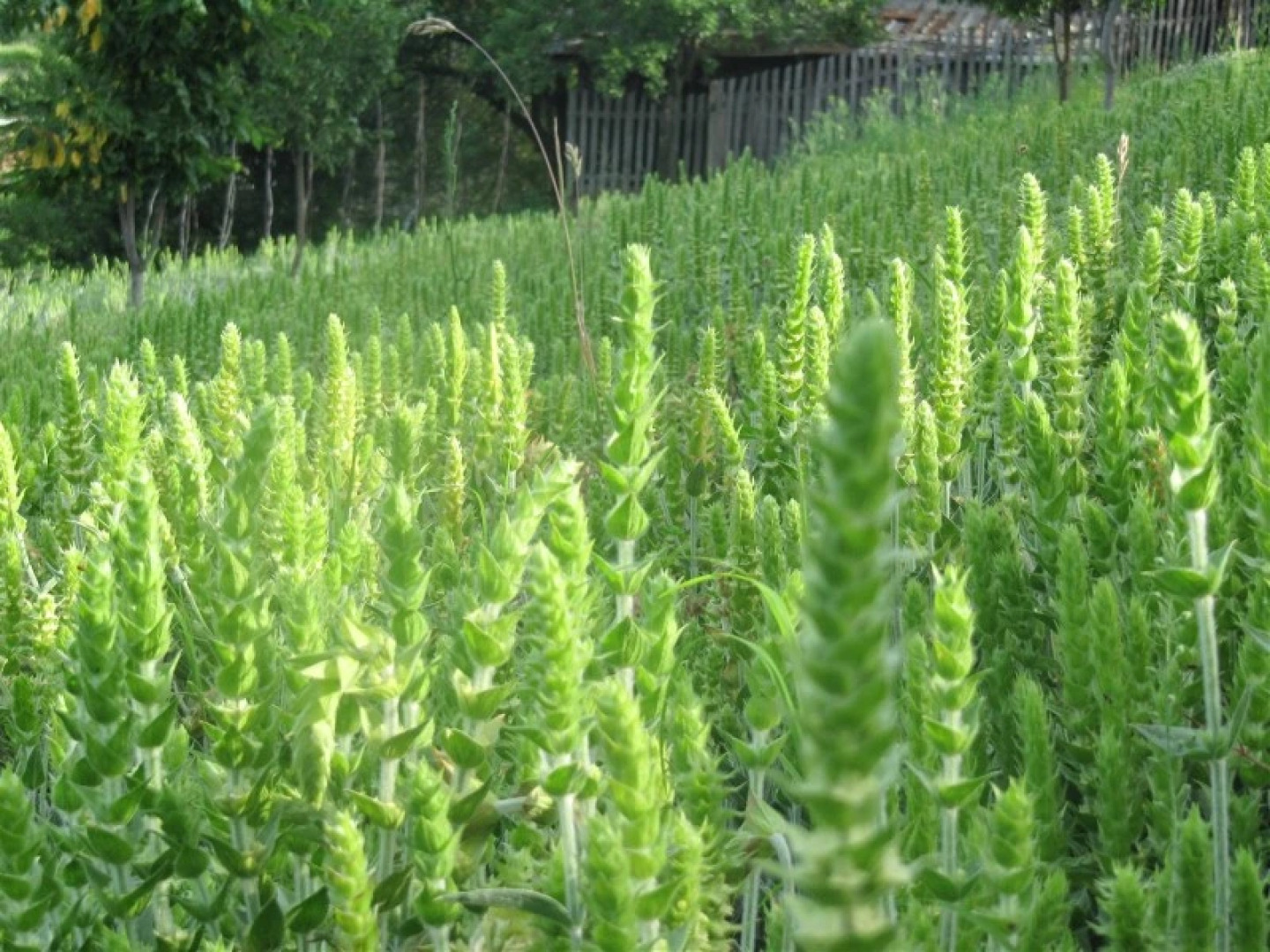 Гостевой Дом Horlog Castle