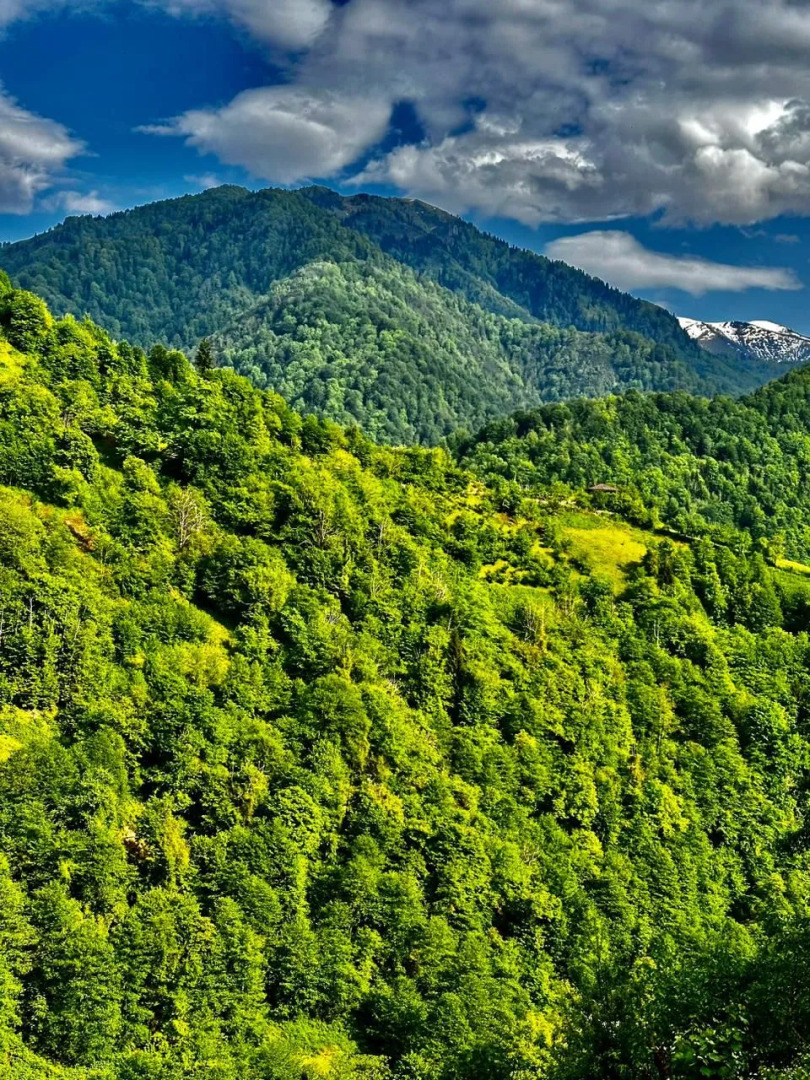 Chalet GreenWood Cottages Merisi