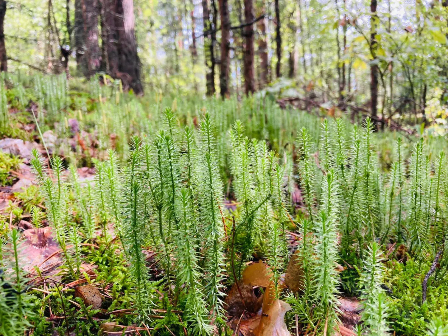 Кемпинг Three poplars by VL