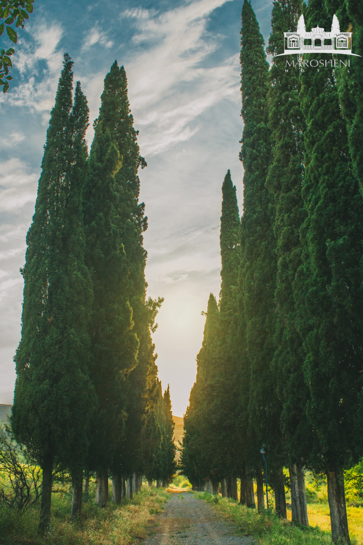 Отель Marosheni