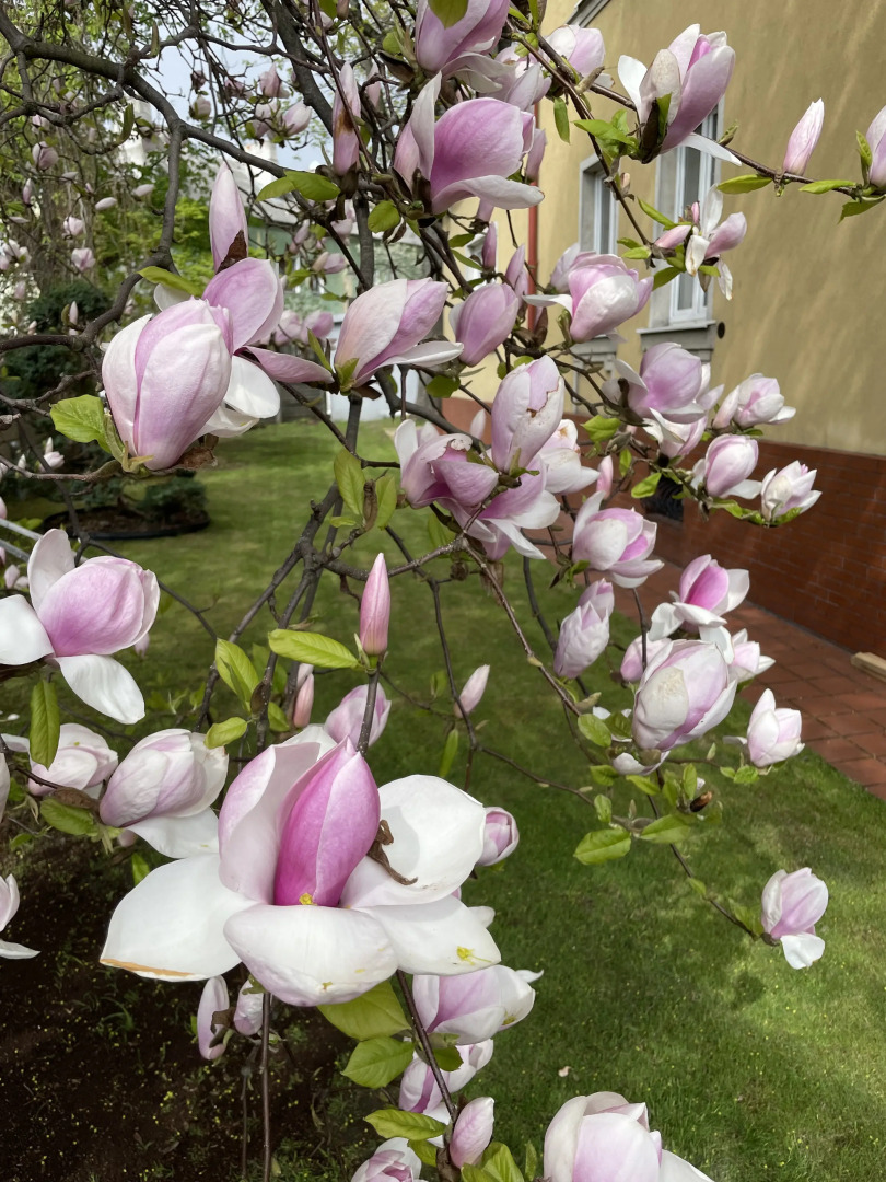 Квартира в Доме Начала ХХ Века в Старинном Районе Амалиенау