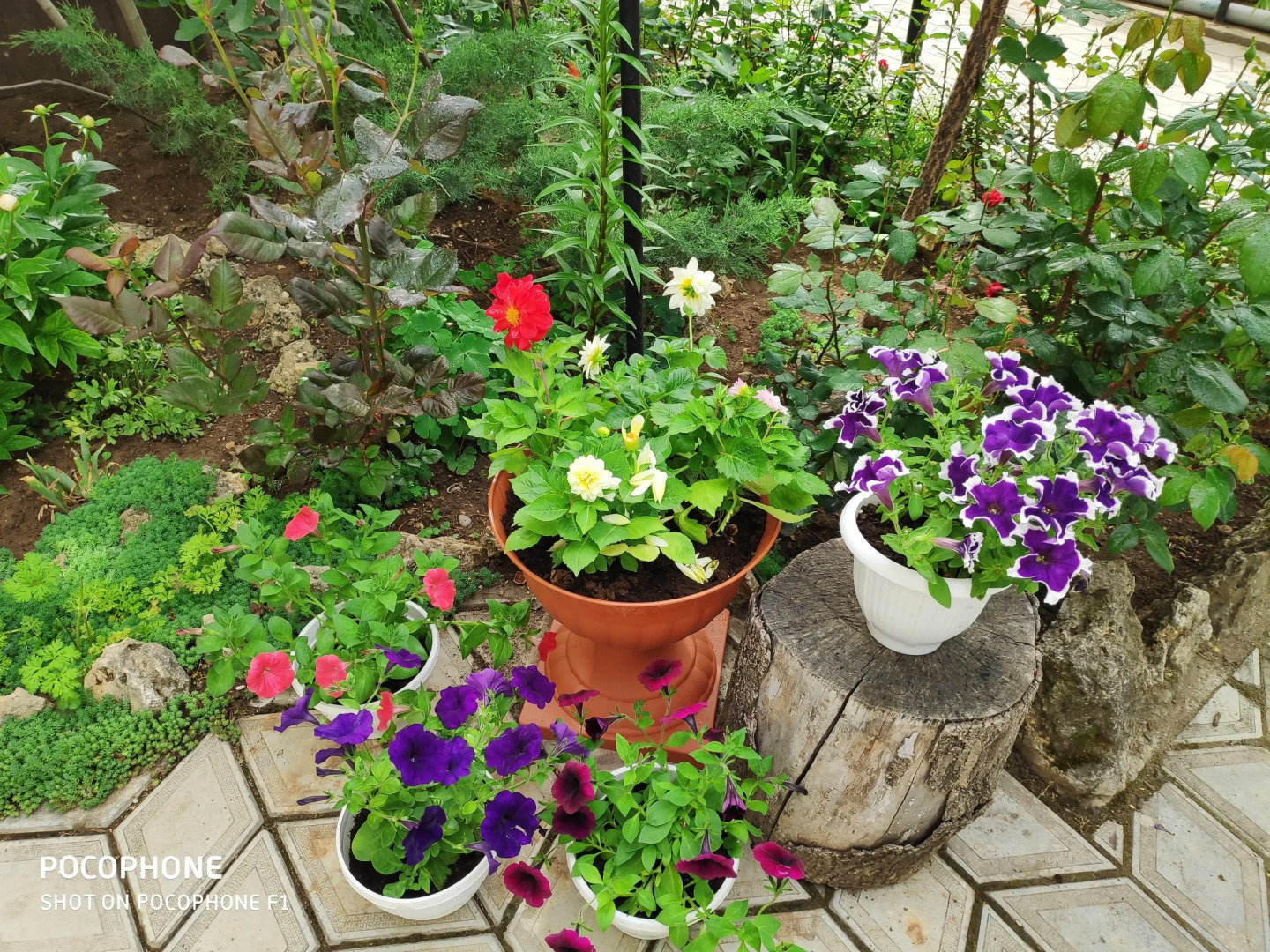 Меблированные комнаты У Чижика