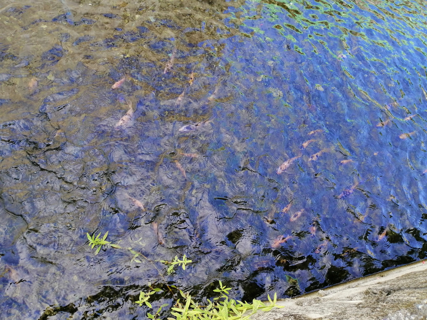 Гостевой Дом Casa Herminia Baler