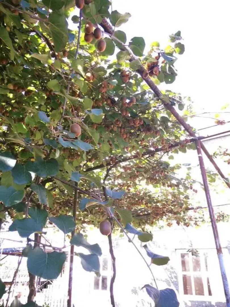 Гостевой Дом Violet