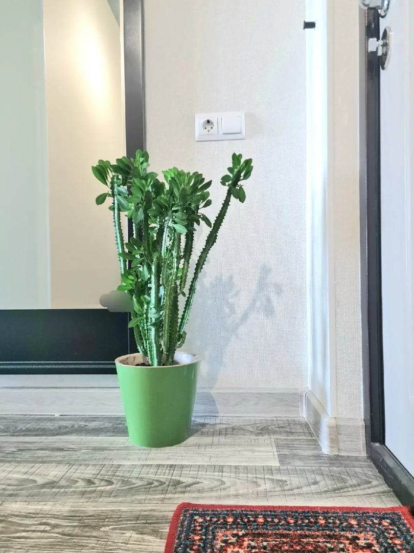 Апартаменты на Шафиева 44/1