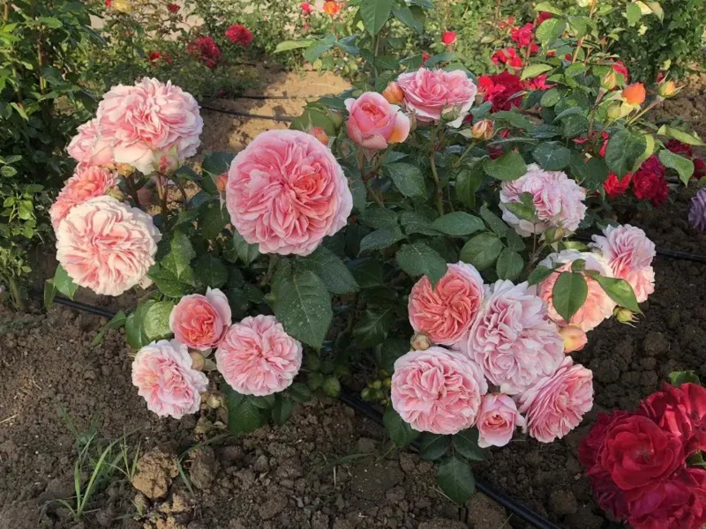 Санаторий Международный Детский Медицинский Центр Чайка