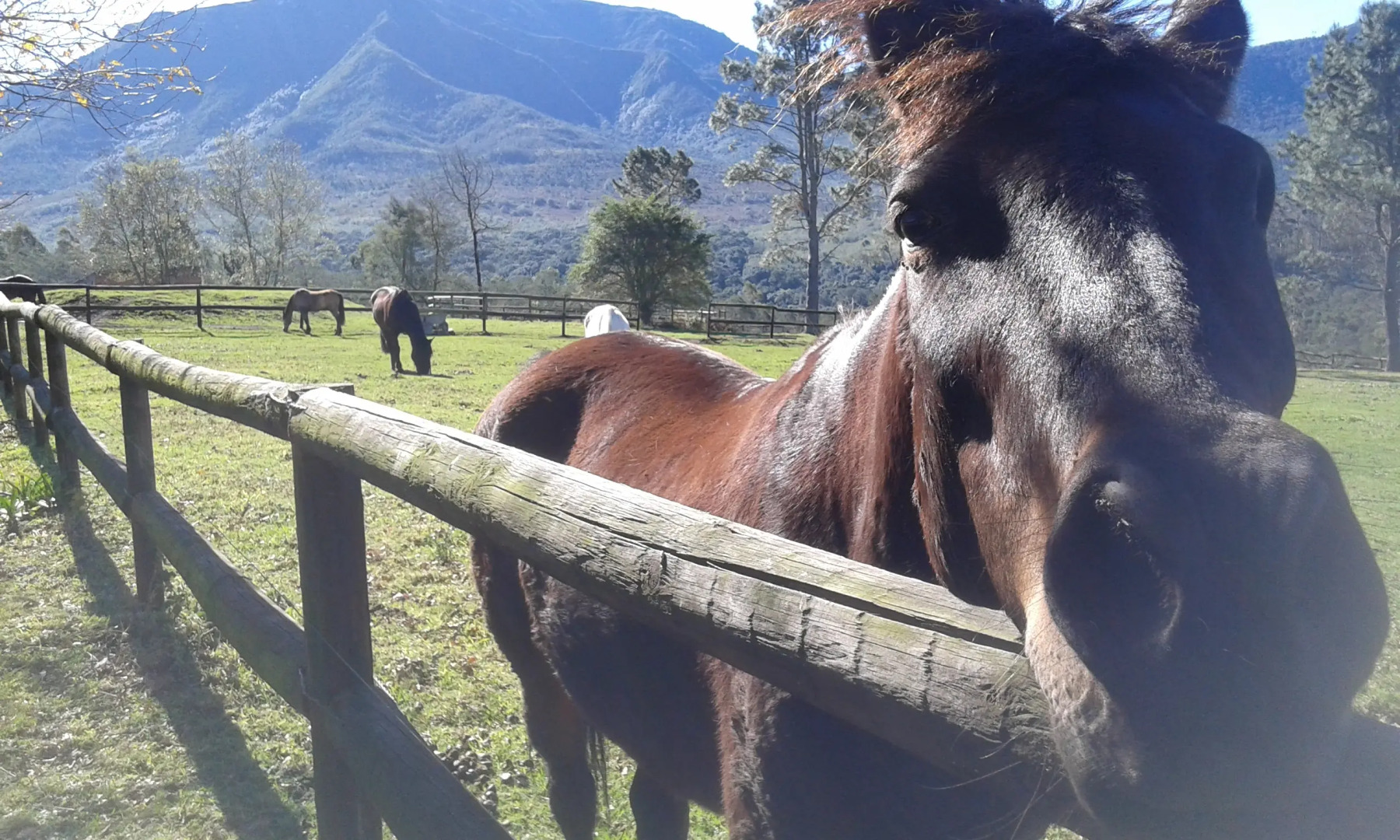 Гостевой Дом ArendsRus Counrty Lodge