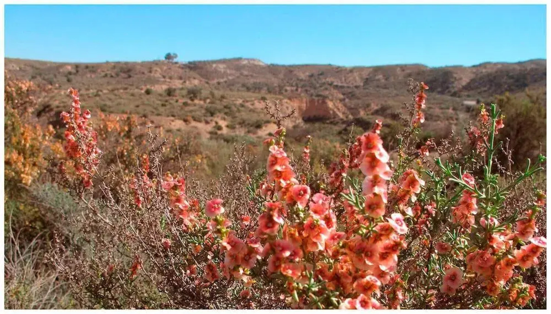 Гостевой Дом Cortijo Rural Urrá