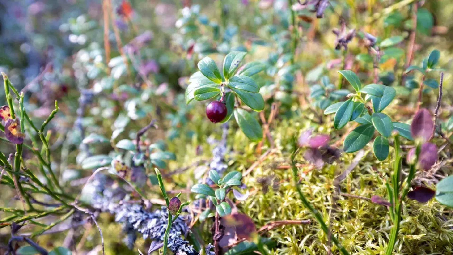 Отель База отдыха Заветное