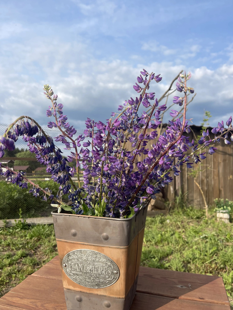 Шале Ромашки