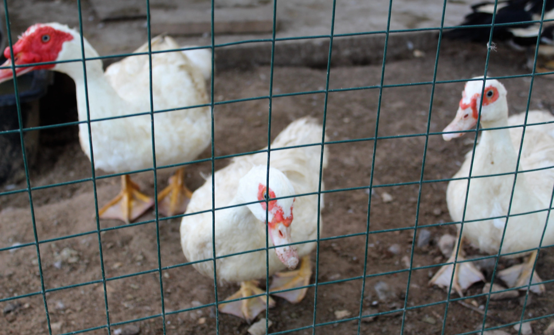 Парк-Отель Ясенки