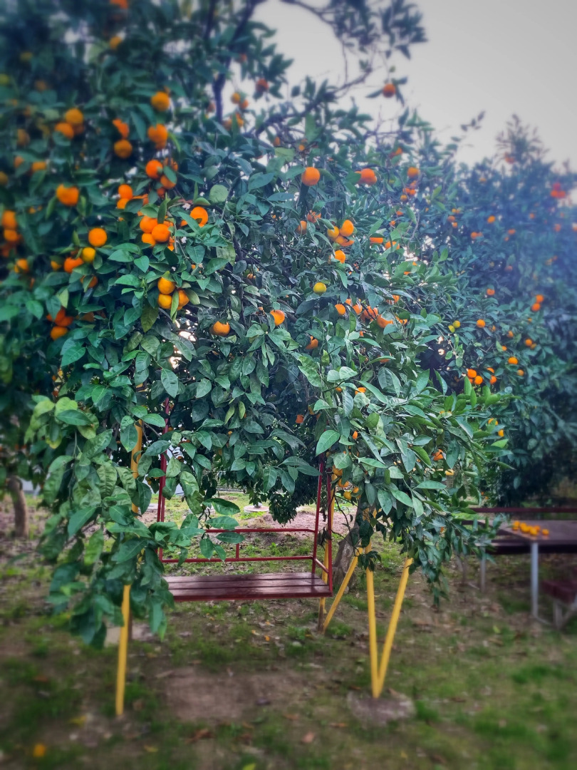 Гостевой дом Дивный Сад