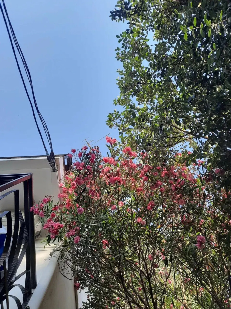 Гостевой дом Эвкалипт