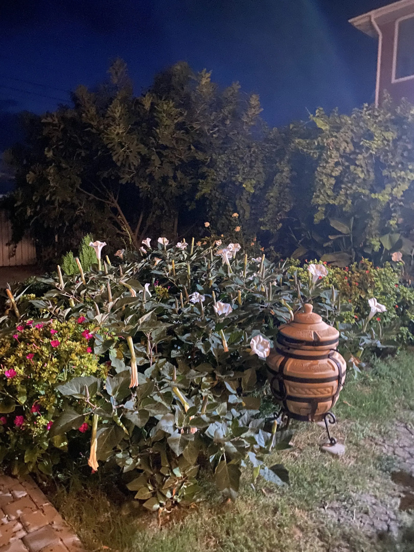 Гостевой дом Белая Дача