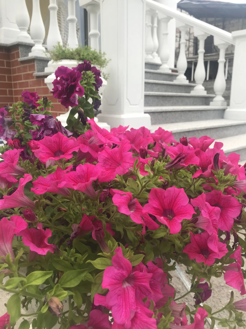 Гостевой дом Alina